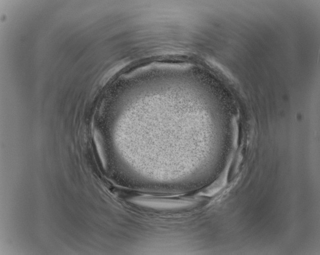 X0000066101169200603312018