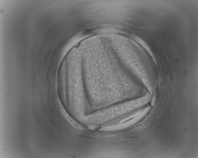 X0000066101195200603312017