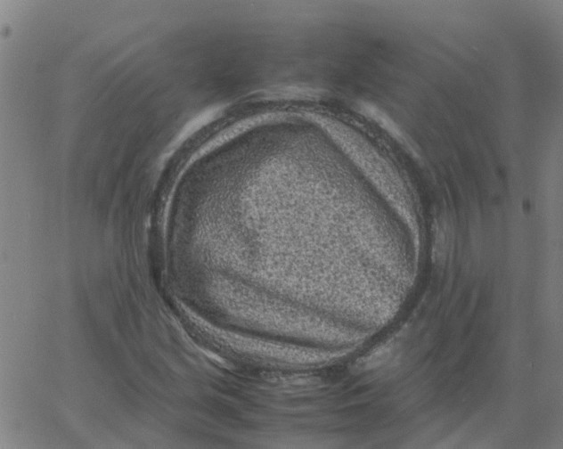 X0000066101213200603312016