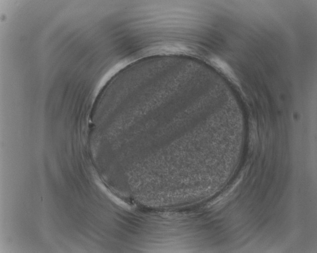 X0000066101226200603312017