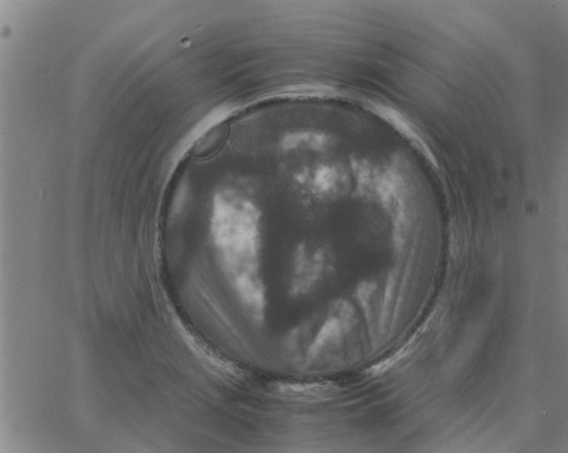 X0000066101229200603312017