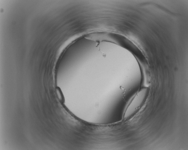 X0000066101238200603312017