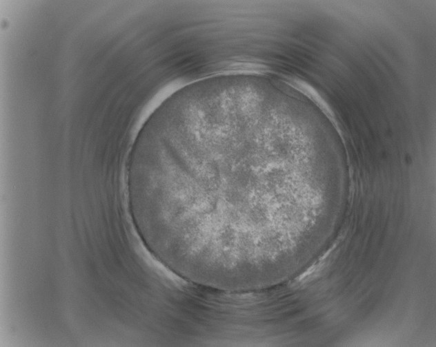 X0000066101243200603312017