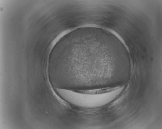 X0000066101245200603312017