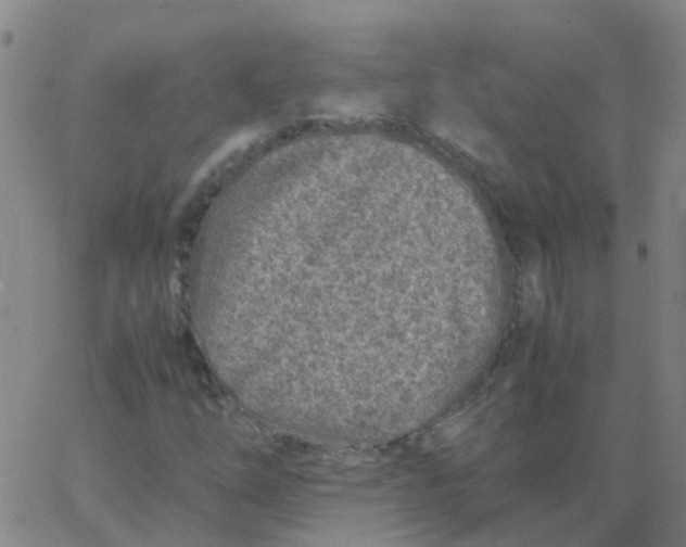 X0000066101254200603312016