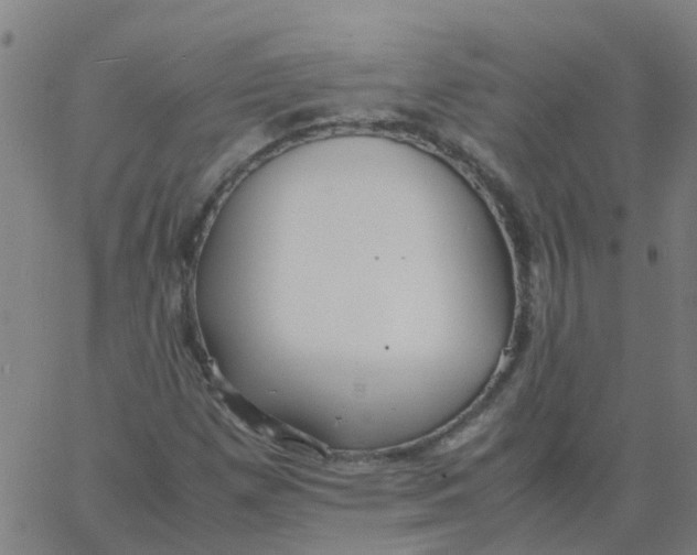 X0000066101257200603312016