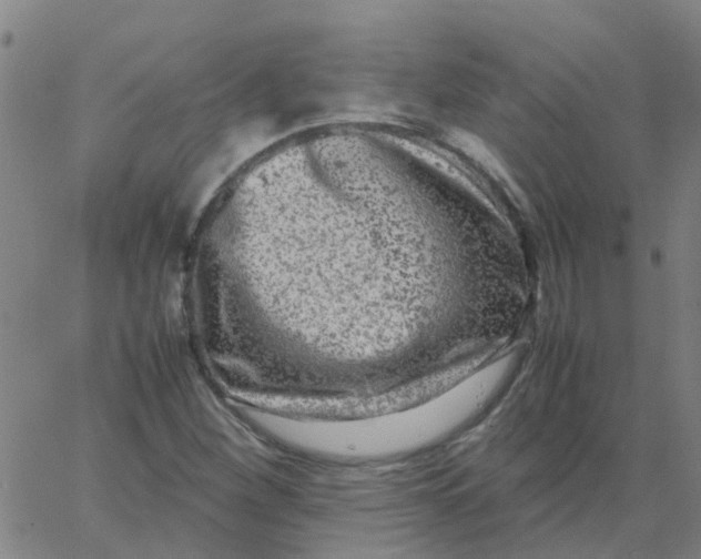 X0000066101260200603312016