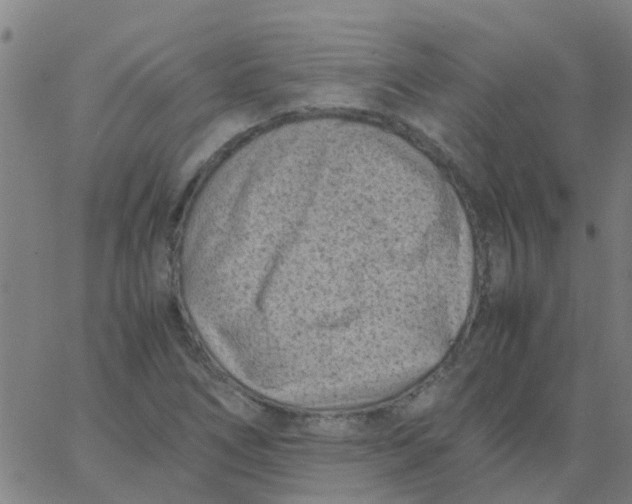 X0000066101266200603312016