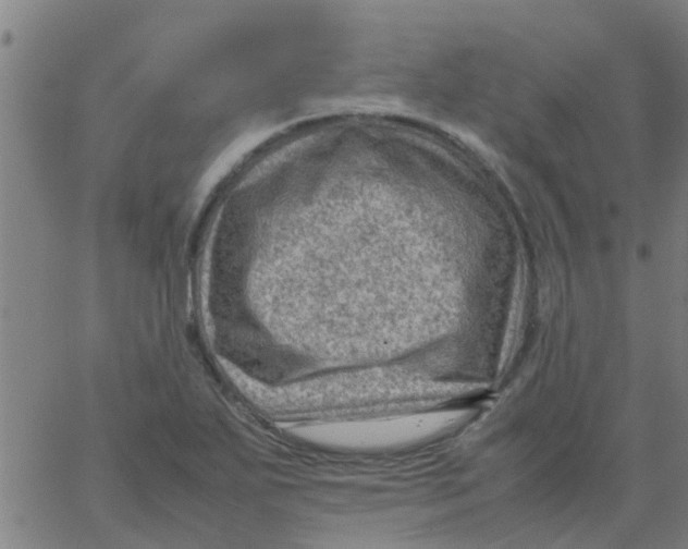 X0000066101271200603312016