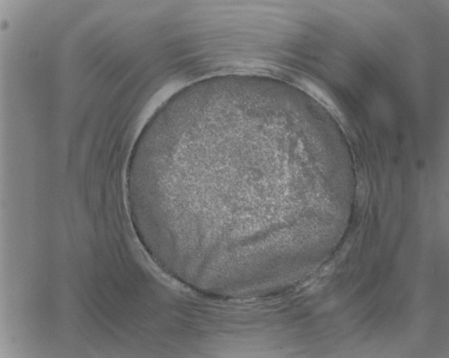 X0000066101283200603312016