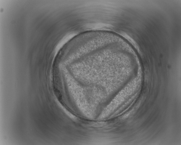 X0000066101285200603312016