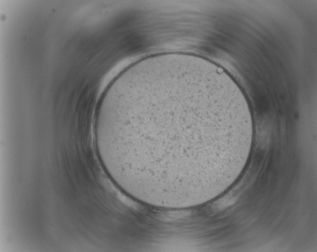 X0000066101294200603312016