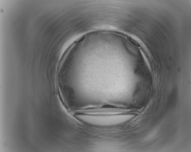 X0000066101295200603312016