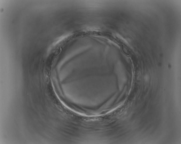 X0000066101303200603312015