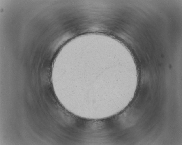 X0000066101314200603312015