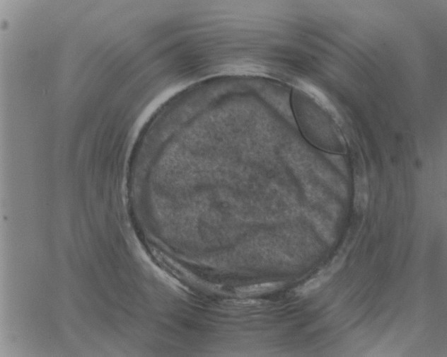 X0000066101331200603312015