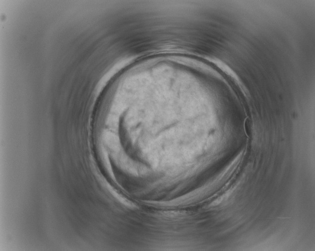 X0000066101333200603312015