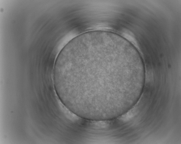 X0000066101338200603312015