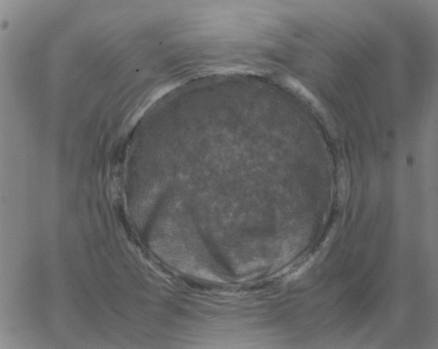 X0000066101361200603312014