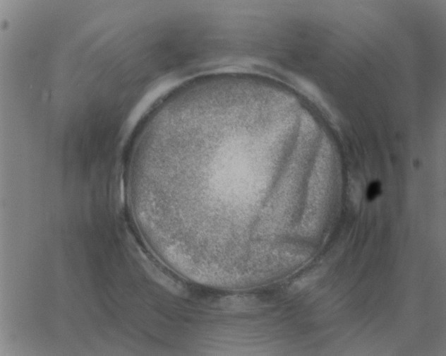 X0000066101368200603312014