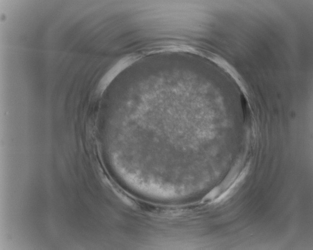 X0000066101385200603312014