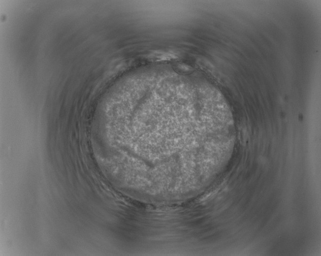 X0000066101393200603312013