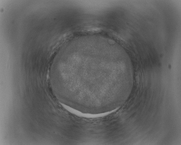 X0000066101397200603312013