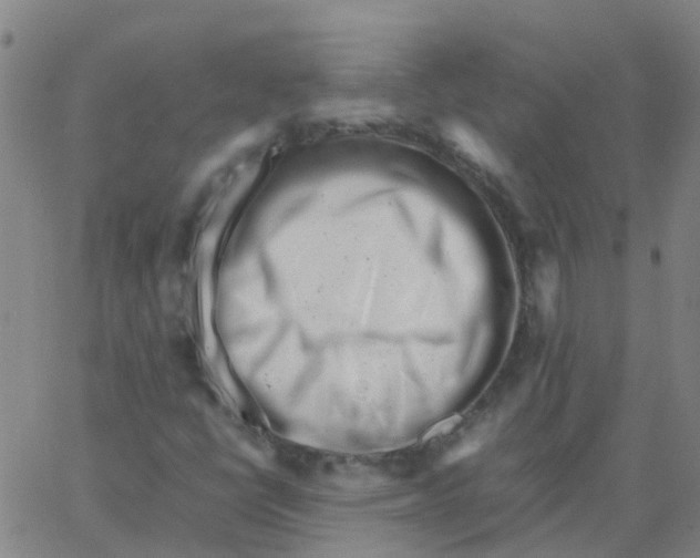 X0000066101398200603312013