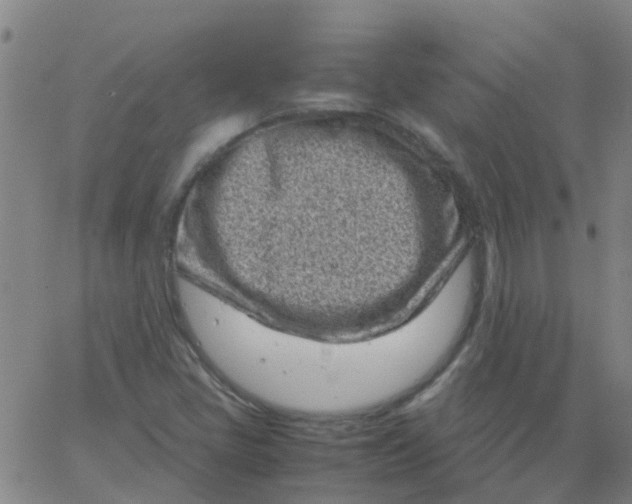 X0000066101405200603312013