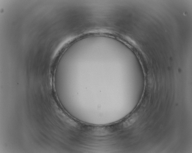 X0000066101408200603312013