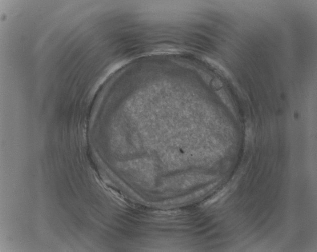 X0000066101409200603312013