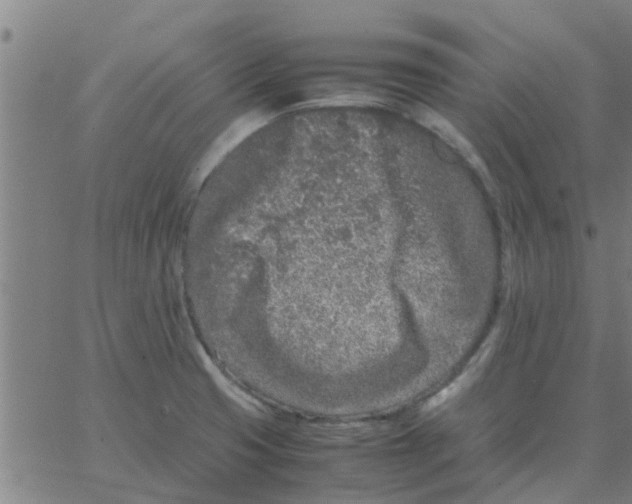 X0000066101425200603312014