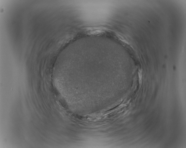 X0000066101441200603312013