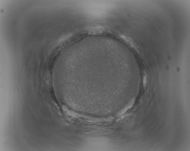 X0000066101445200603312013