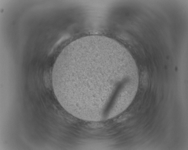 X0000066101446200603312013