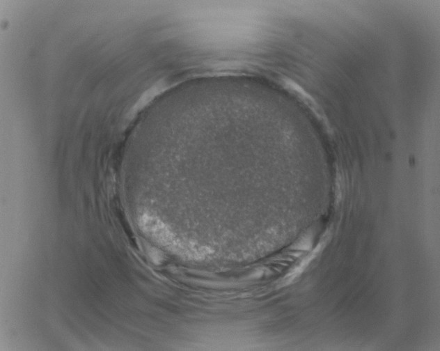 X0000066101449200603312013