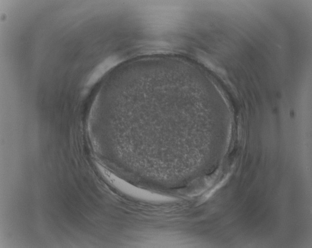 X0000066101453200603312013