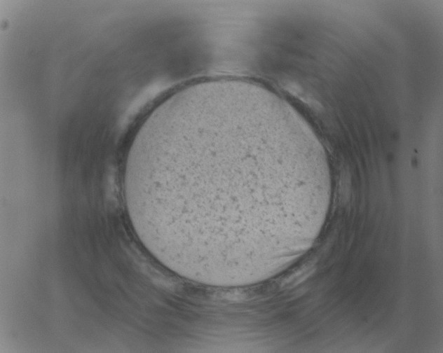 X0000066101454200603312013