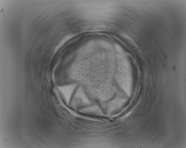 X0000066101457200603312013