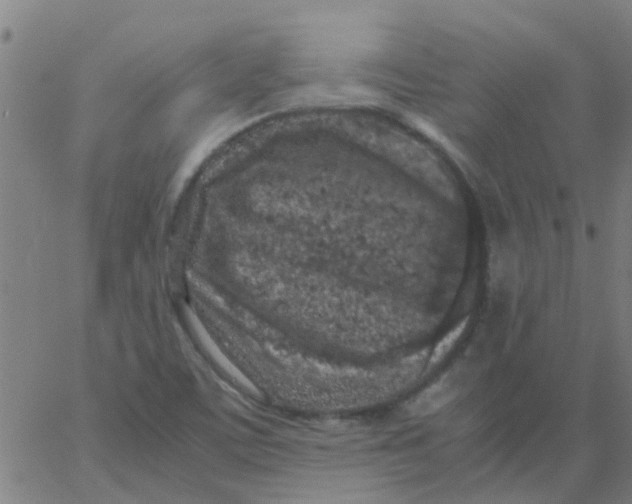 X0000066101459200603312013