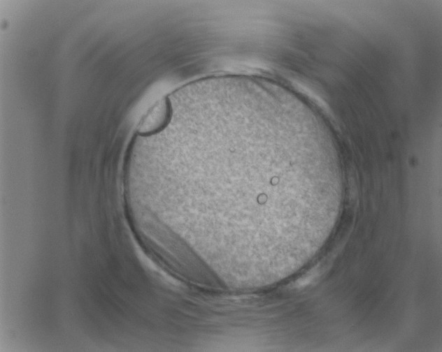 X0000066101471200603312013