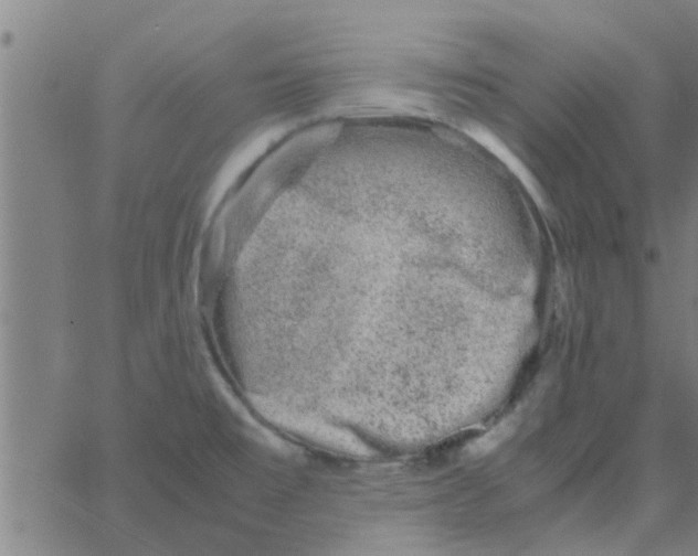 X0000066101477200603312013