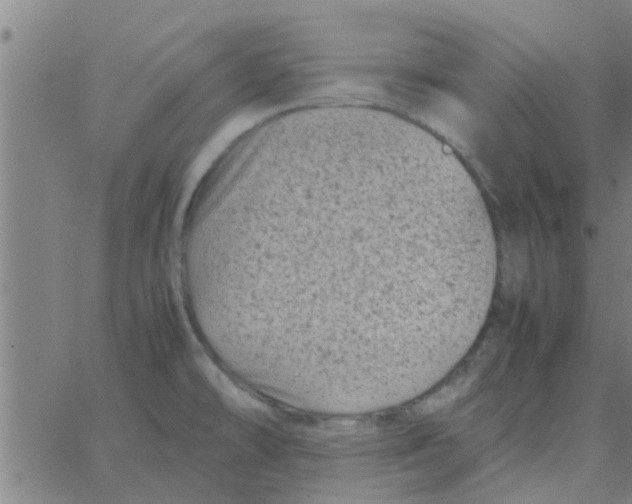 X0000066101478200603312013