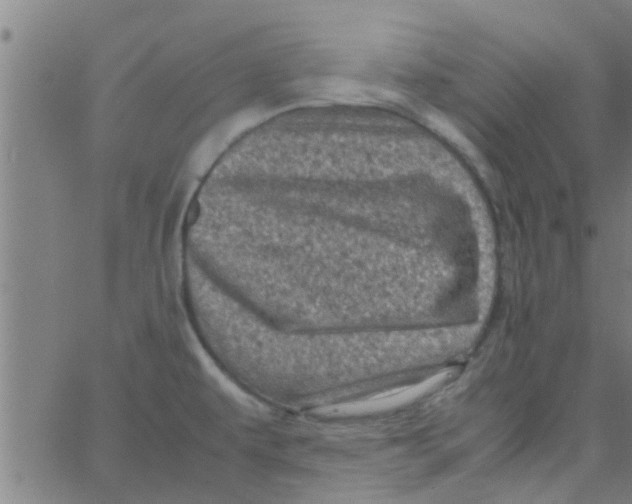 X0000066101479200603312013