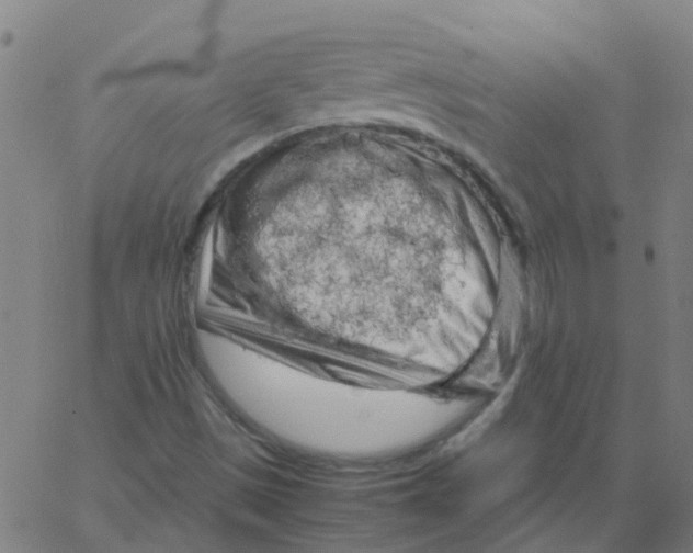 X0000066101497200603312012