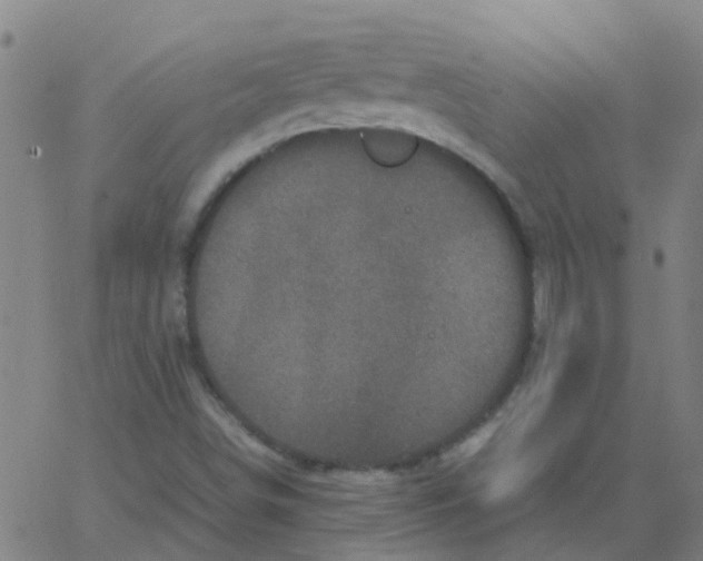 X0000066101498200603312012