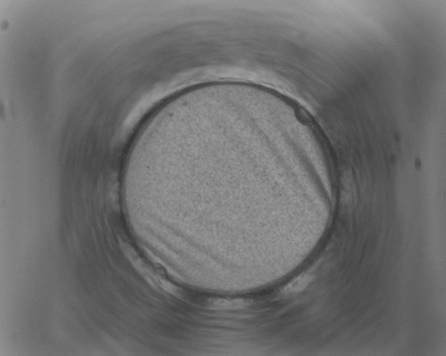 X0000066101499200603312012