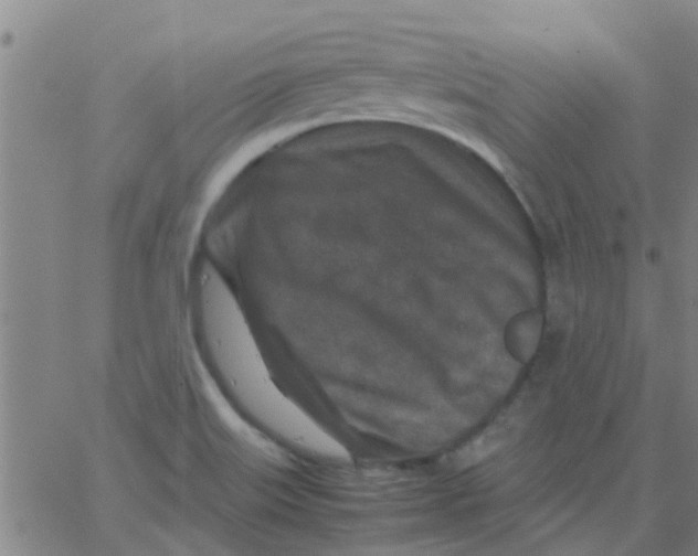 X0000066101515200603312012