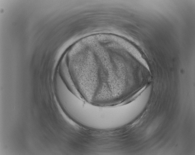 X0000066101519200603312012