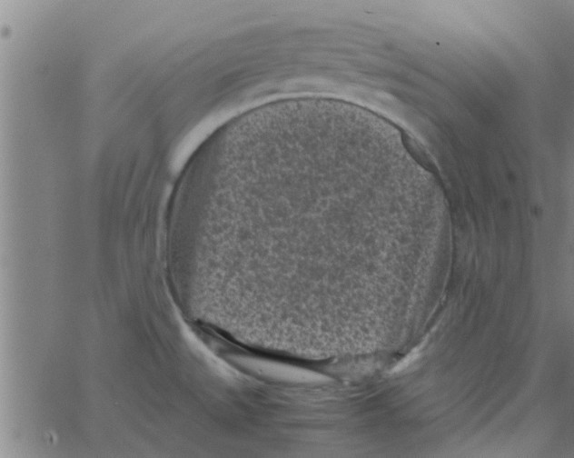 X0000066101527200603312012